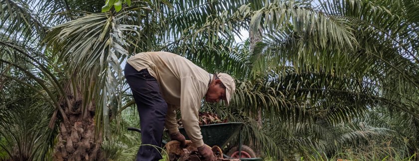 GAPKI - Indonesia Allows The Replanting of 53,012 Hectares of Oil Palm In 2023 GAPKI - Indonesia Allows The Replanting of 53,012 Hectares of Oil Palm In 2023